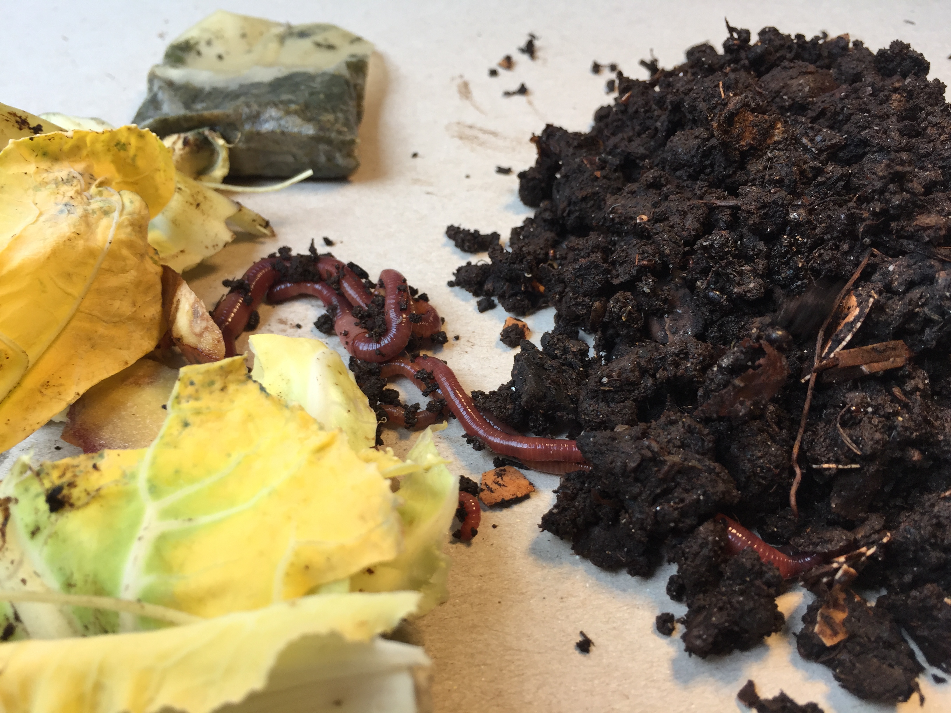 Bioabfall und fertiger Kompost mit Wurm
