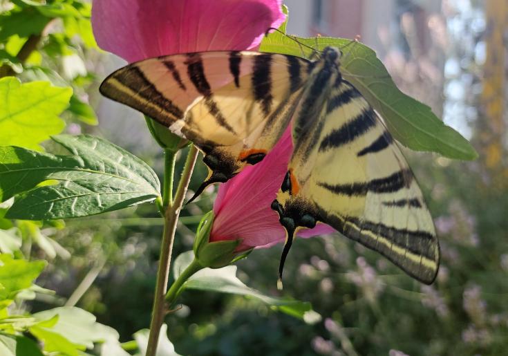 Schmetterling im Garten am Werk