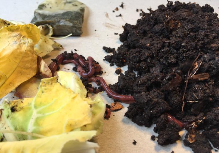 Bioabfall und fertiger Kompost mit Wurm