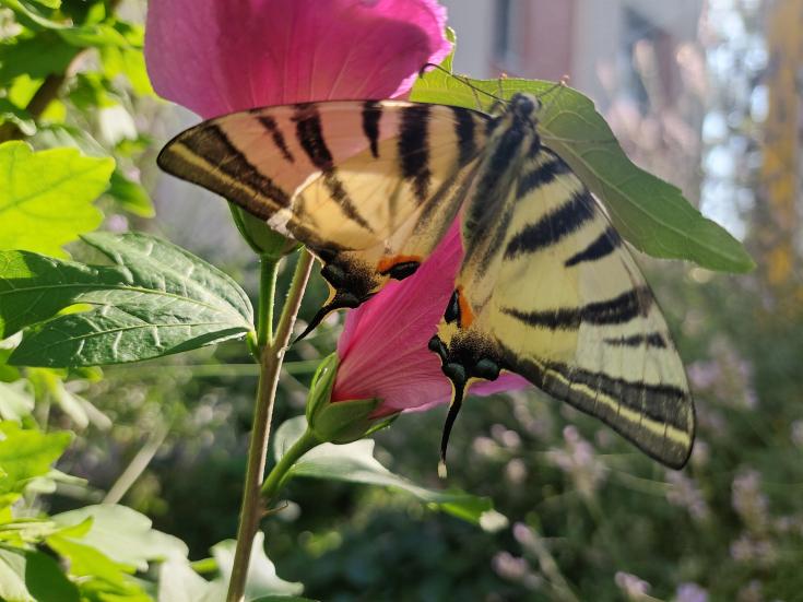 Schmetterling im Garten am Werk